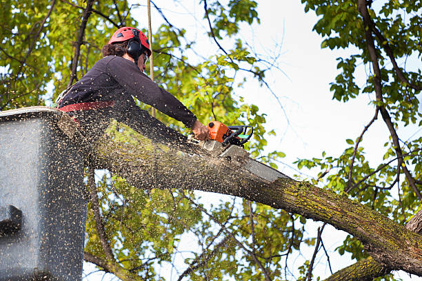 Trusted Pikesville, MD Tree Service Experts